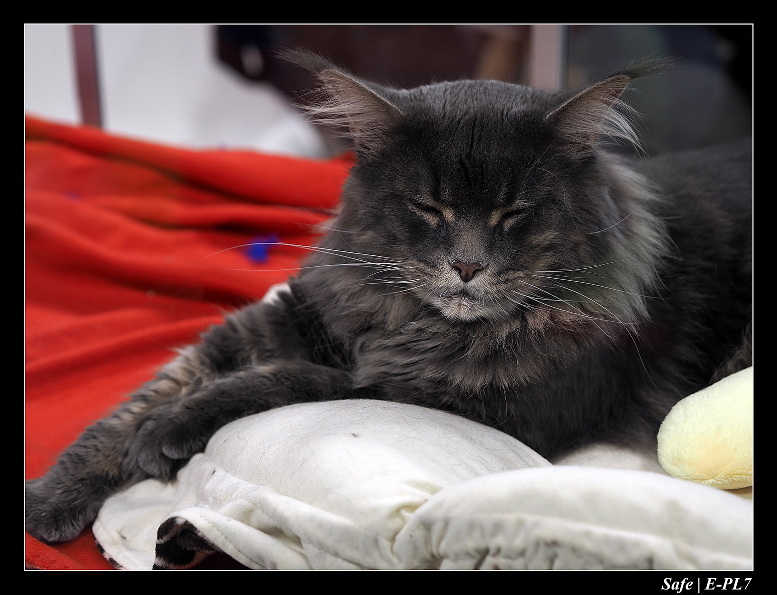 2020 - 02 - Salon agriculture 30